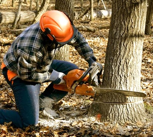 Tree Removal in Derma, MS